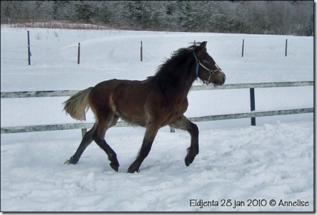 2010-28jan-ridebane_02