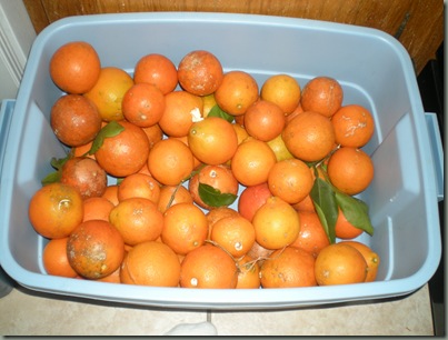 DSCN7173 DSCN7173