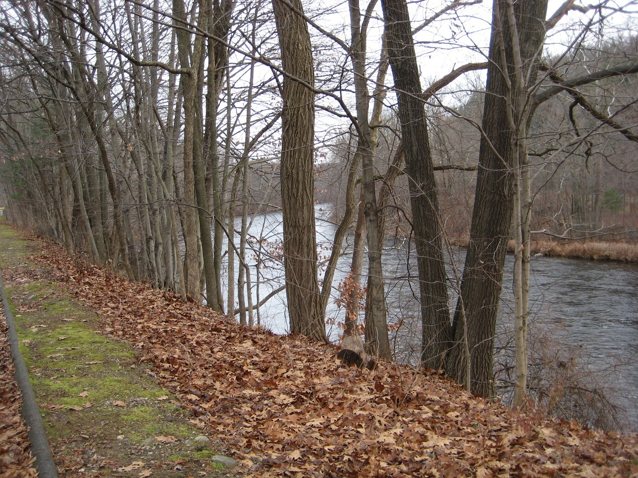[river2[4].jpg]