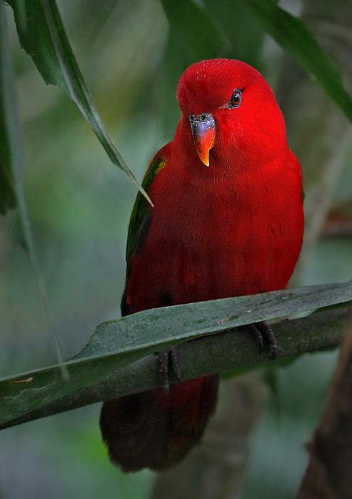 Beautiful Birds.