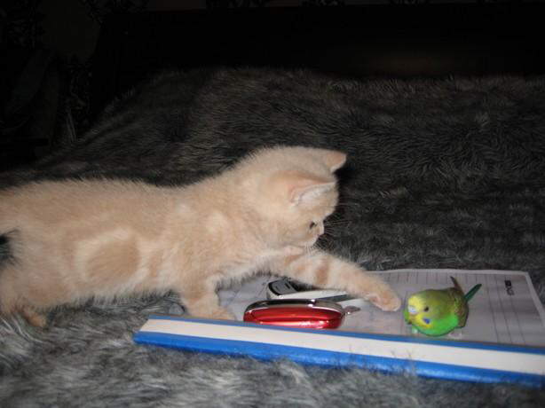 Parrot & Cat