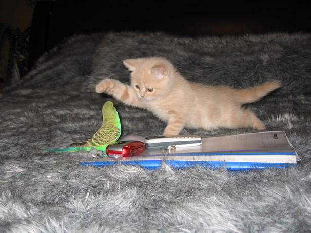 Parrot & Cat