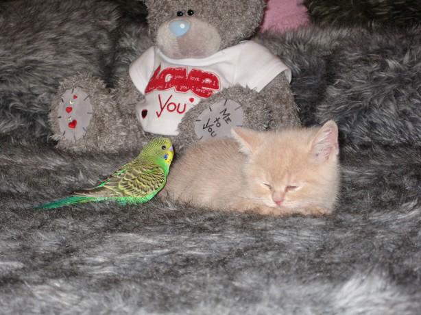 Parrot & Cat
