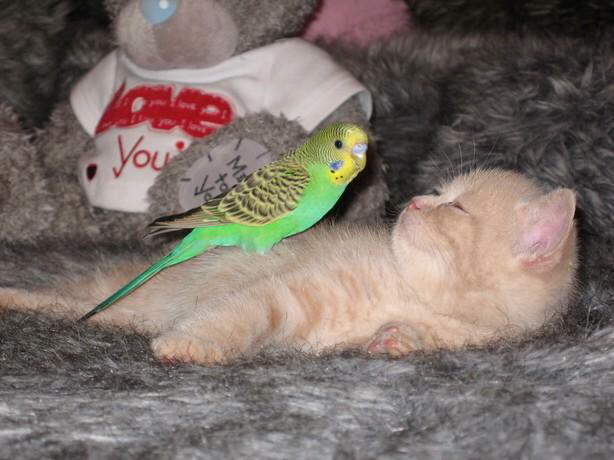 Parrot & Cat