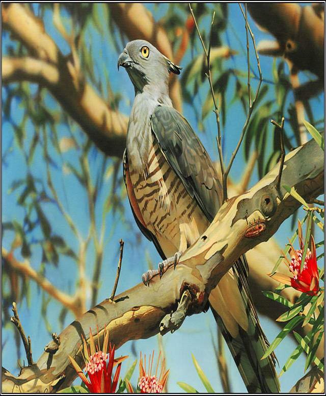 Wonderful Animals'/Birds' Shots