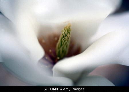 Image Dimension: 450x320 Magnolia Flower - Nature at its best