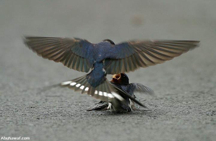 Love of Bird Swallow Love of Bird Swallow