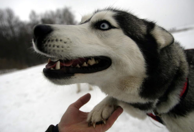 Dog sled photos from several races (Yukon Quest Race, Cam-Am Crown Race) in the Northern Hemisphere (Alaska)
