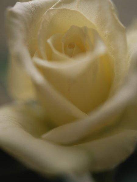 Flowers: Extreme Closeup Photos (feel the beauty)