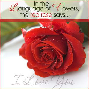 Express your Love...