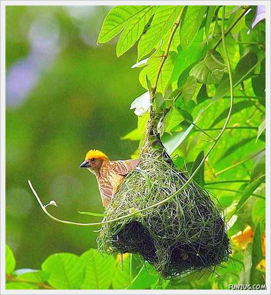 Beautiful Birds' Nests