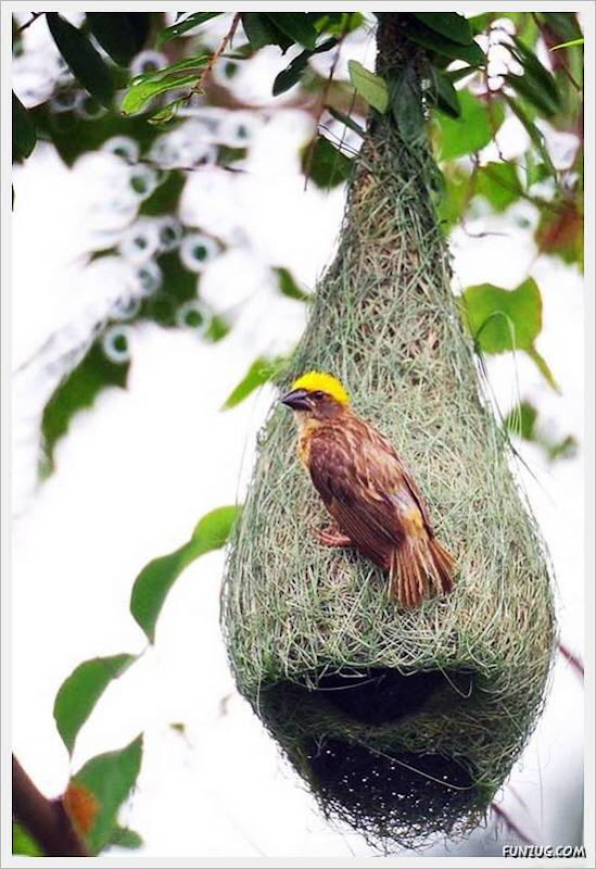Beautiful Birds' Nests