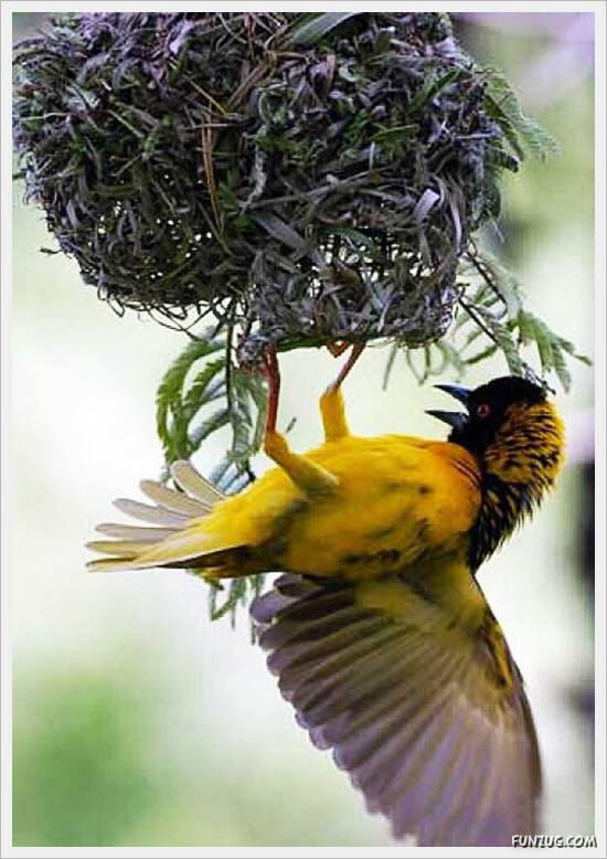 Beautiful Birds' Nests