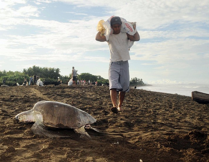 Image Dimension: 712x553 :: Save the Turtles - Habitat destruction photos from Costa Rica Save the Turtles - Habitat destruction photos from Costa Rica