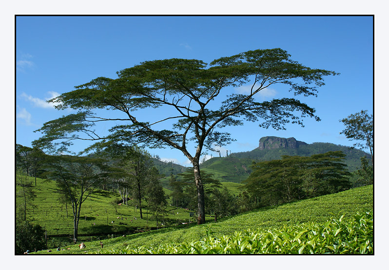 Image Dimension: 798x554 :: Beauty of Srilanka - Paradise on Earth Beauty of Srilanka - Paradise on Earth
