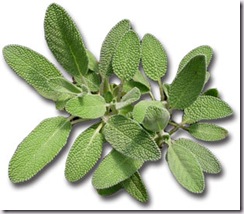 sage-herb for veggie garden and to remove pests 