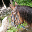 Würze_2010 (140) Kopie.jpg