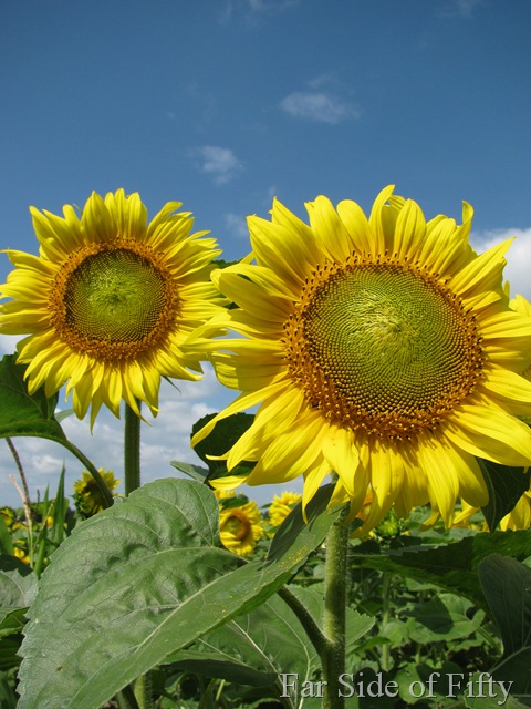 [Sunflowers three[11].jpg]