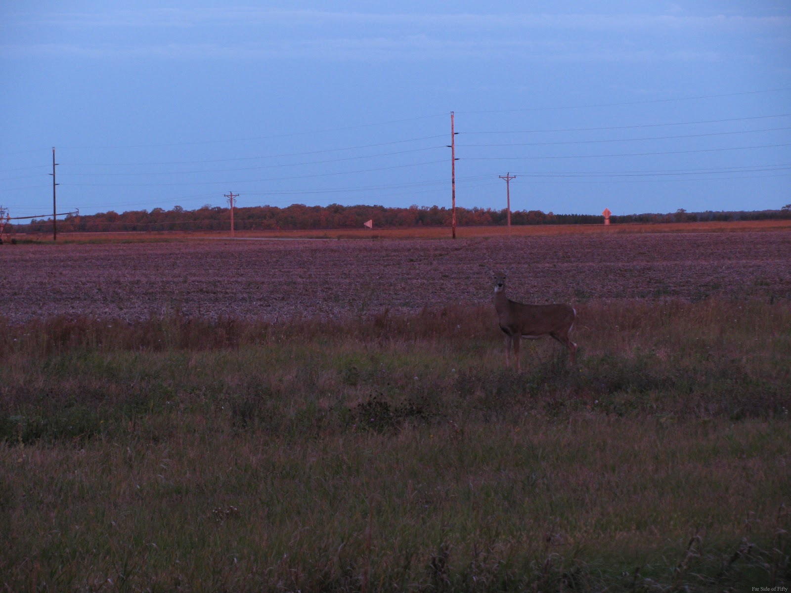 [Deer in the field Sept26 2010[8].jpg]