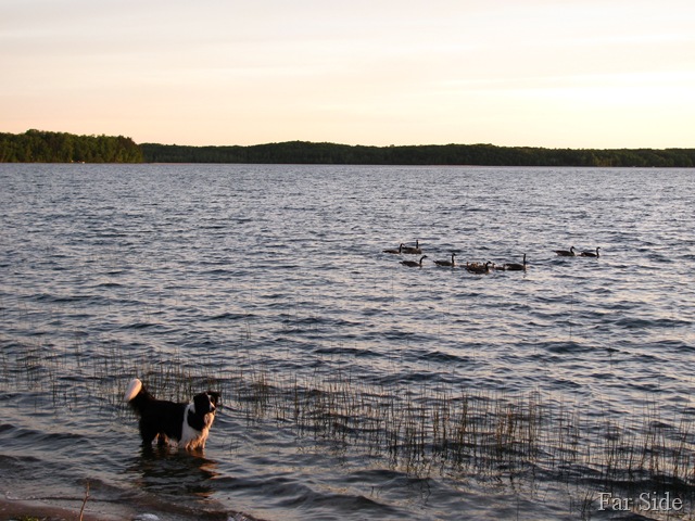 [Chance and the Geese at Shell Lake May 25[7].jpg]