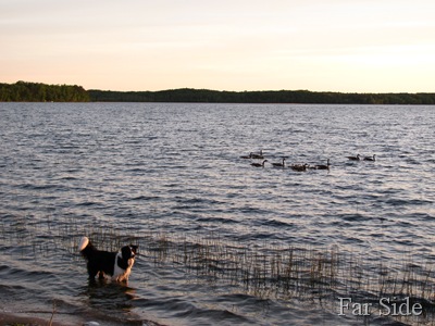 Chance and the Geese at Shell Lake May 25