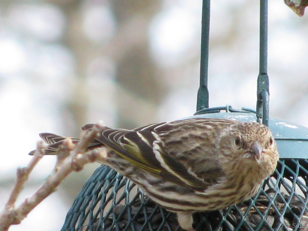 [Pine Siskin[8].jpg]