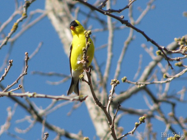 [Goldfinch[9].jpg]