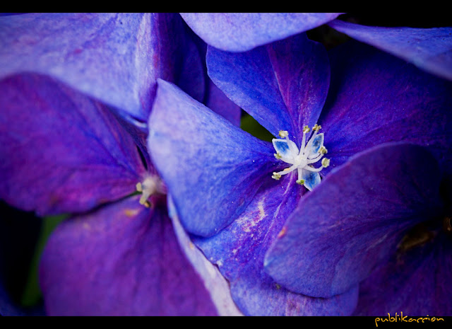 publikaccion - hydrangea