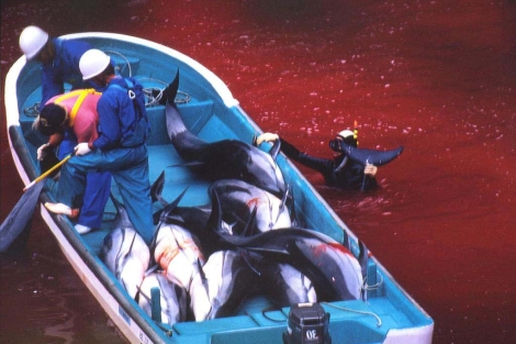 Pescadores japoneses durante una de las matanzas. | APF | Fuente El Mundo