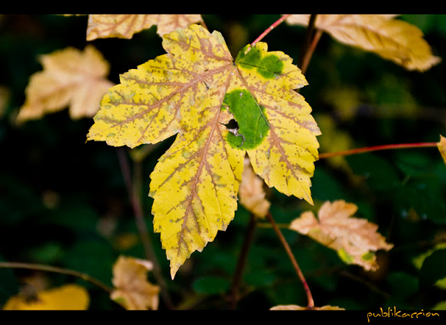 publikaccion - amarelo