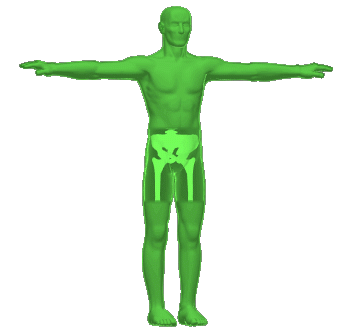 humanbody humanbody