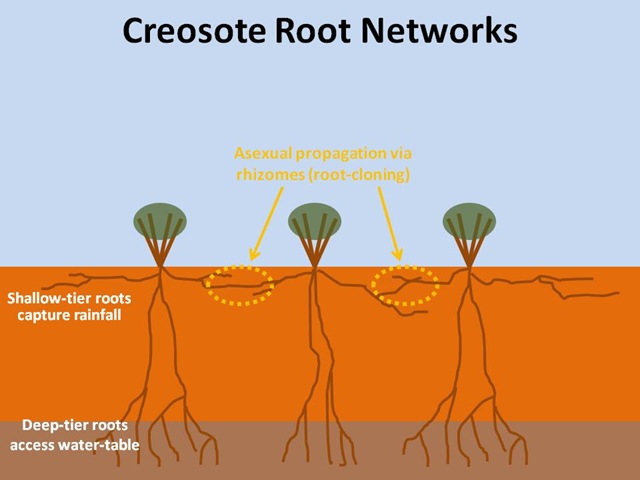 [Creosote Root Networks[4].jpg]