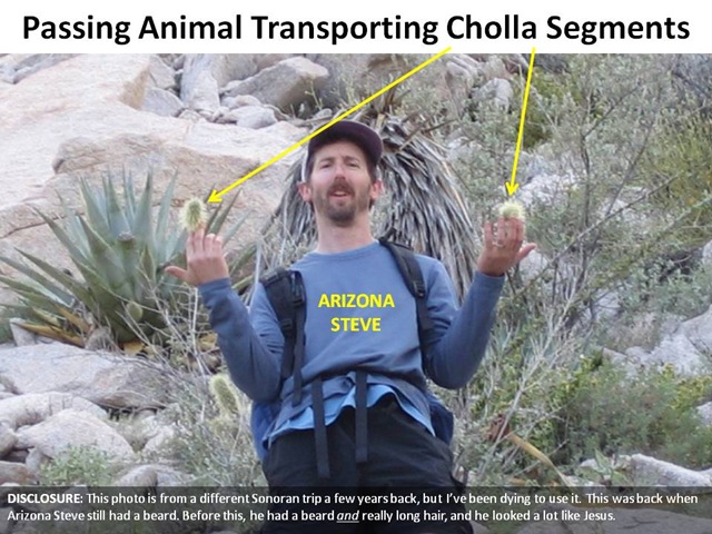 [AZ Steve Cholla caption[4].jpg]