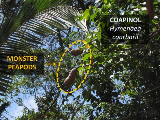 [Coapinol Pods[4].jpg]