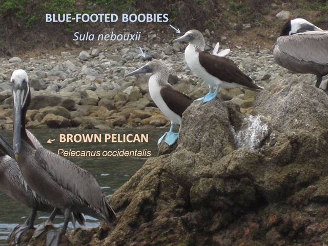 [Boobie Pelican[5].jpg]