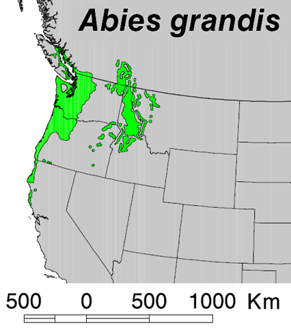 [Abies_grandis_map5.png]
