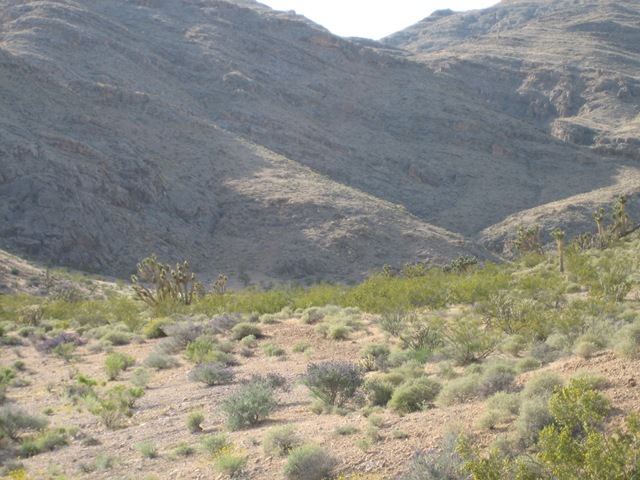 [VRGorge5.jpg]