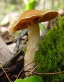 Fungus_ne5