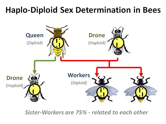 [HaploDiploid6.jpg]