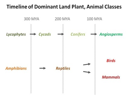 Bird Evolution Timeline