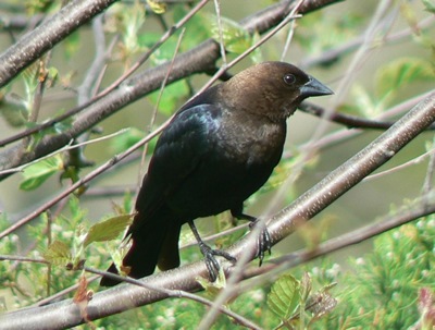 [WN_BrownHeadedCowbird_Beckemeyer_051[1].jpg]