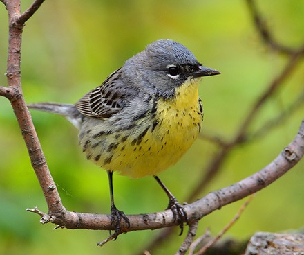 [kirtlandswarbler5.jpg]