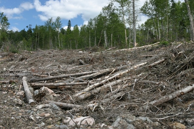 [clear_cut_forest5.jpg]
