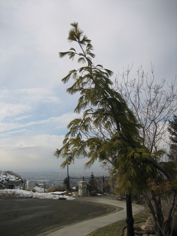 [MysteryPine5.jpg]