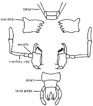 cockroach-mouthparts