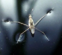 [water_strider5.jpg]