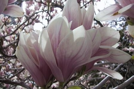 [cf0011-magnolia-flower-photo-notecard-bg[5].jpg]