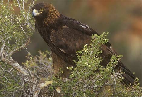 [goldeneagle5.jpg]