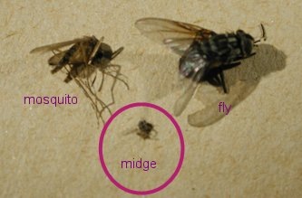 [culicoidesmosquitofly6.jpg]