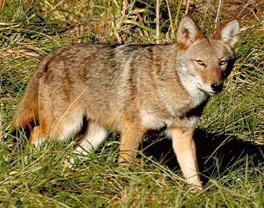 [coyote35.jpg]